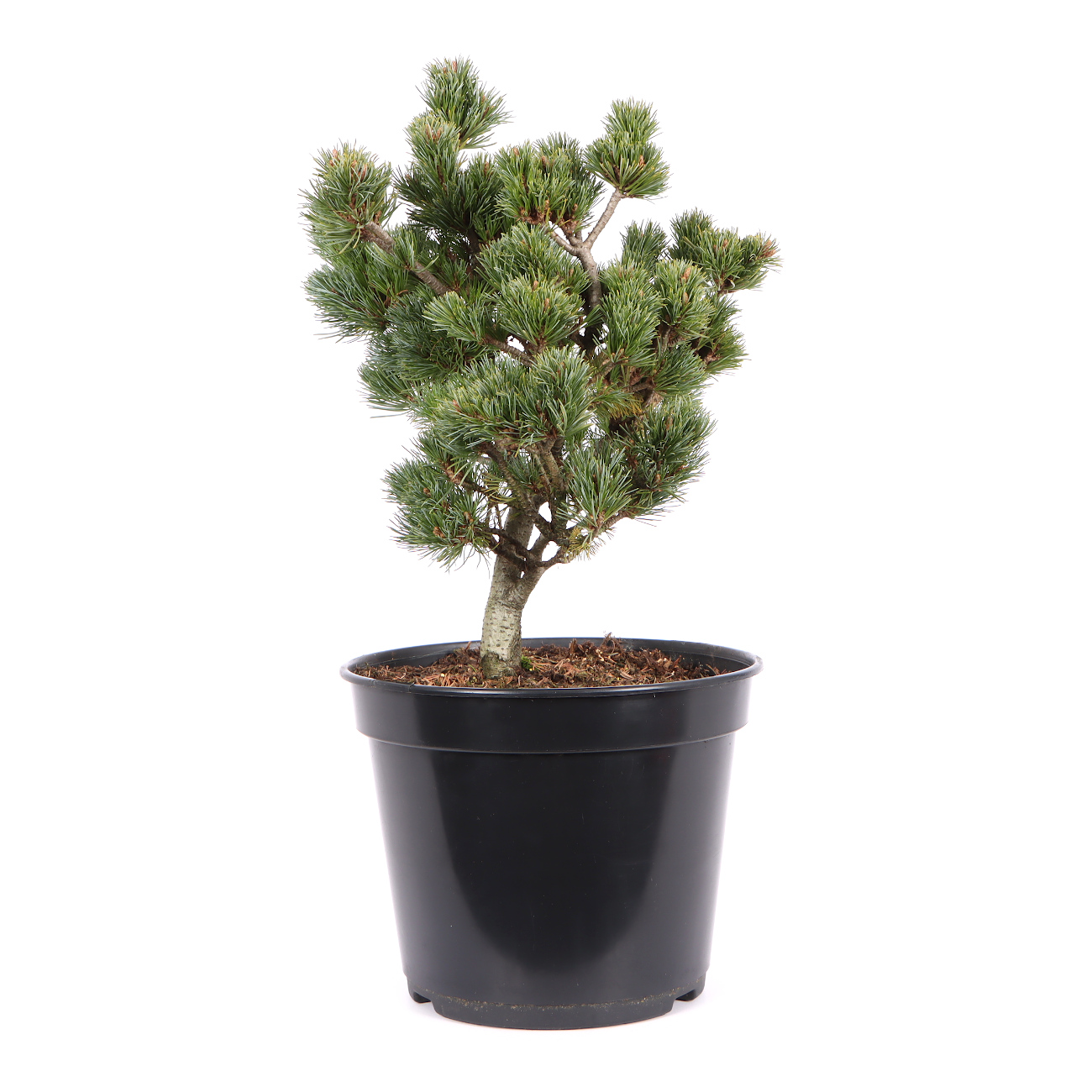 Seitenansicht rechts