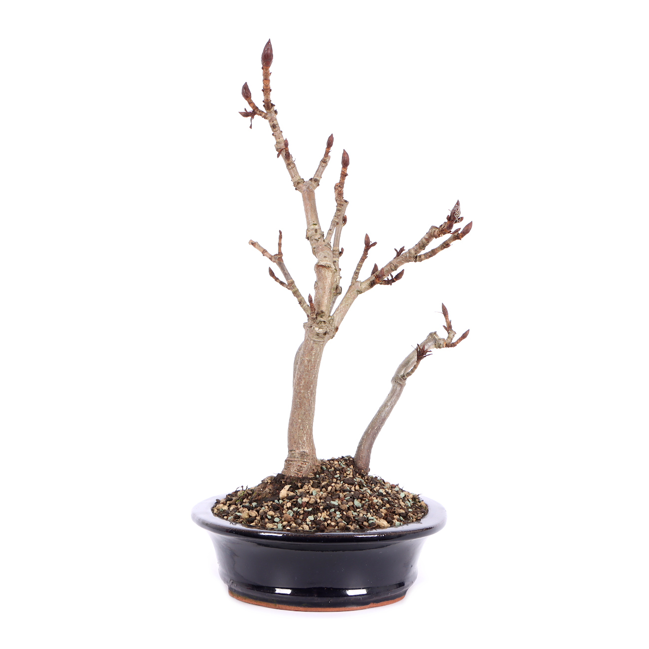 Seitenansicht rechts