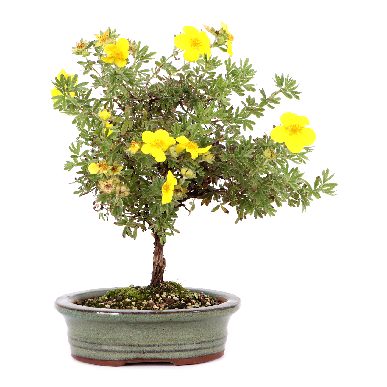 Potentilla fruticosa 'Goldteppich'