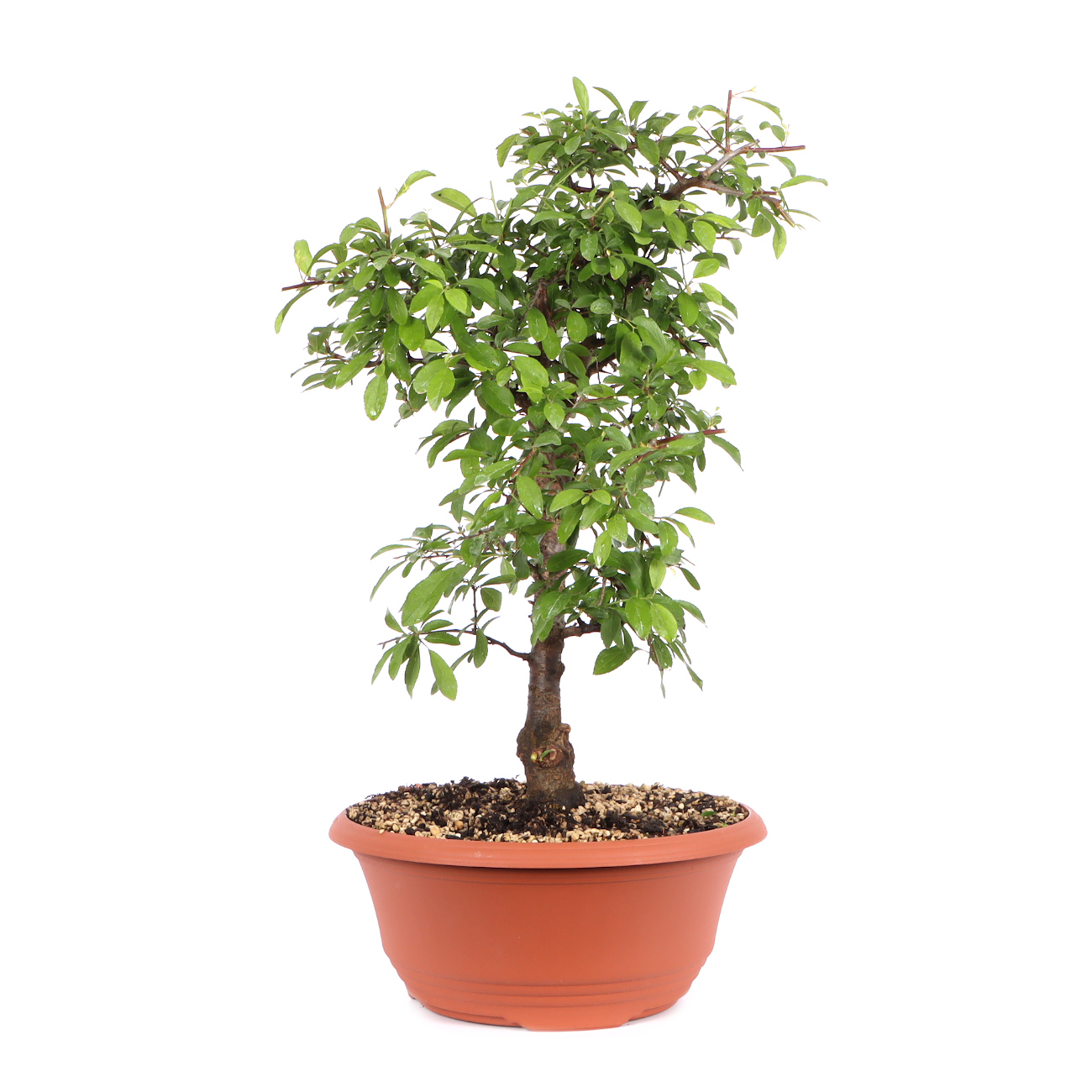 Seitenansicht rechts