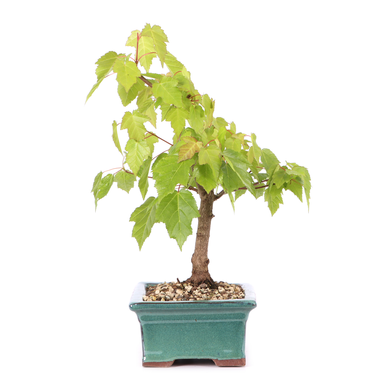 Acer ginnala