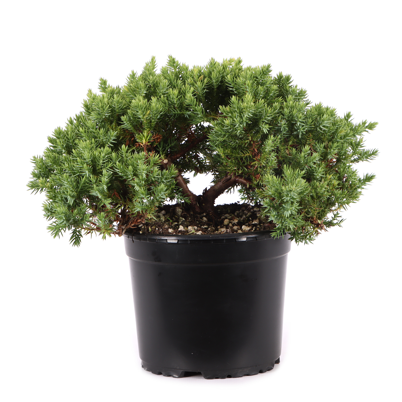 Juniperus procumbens 'Nana'