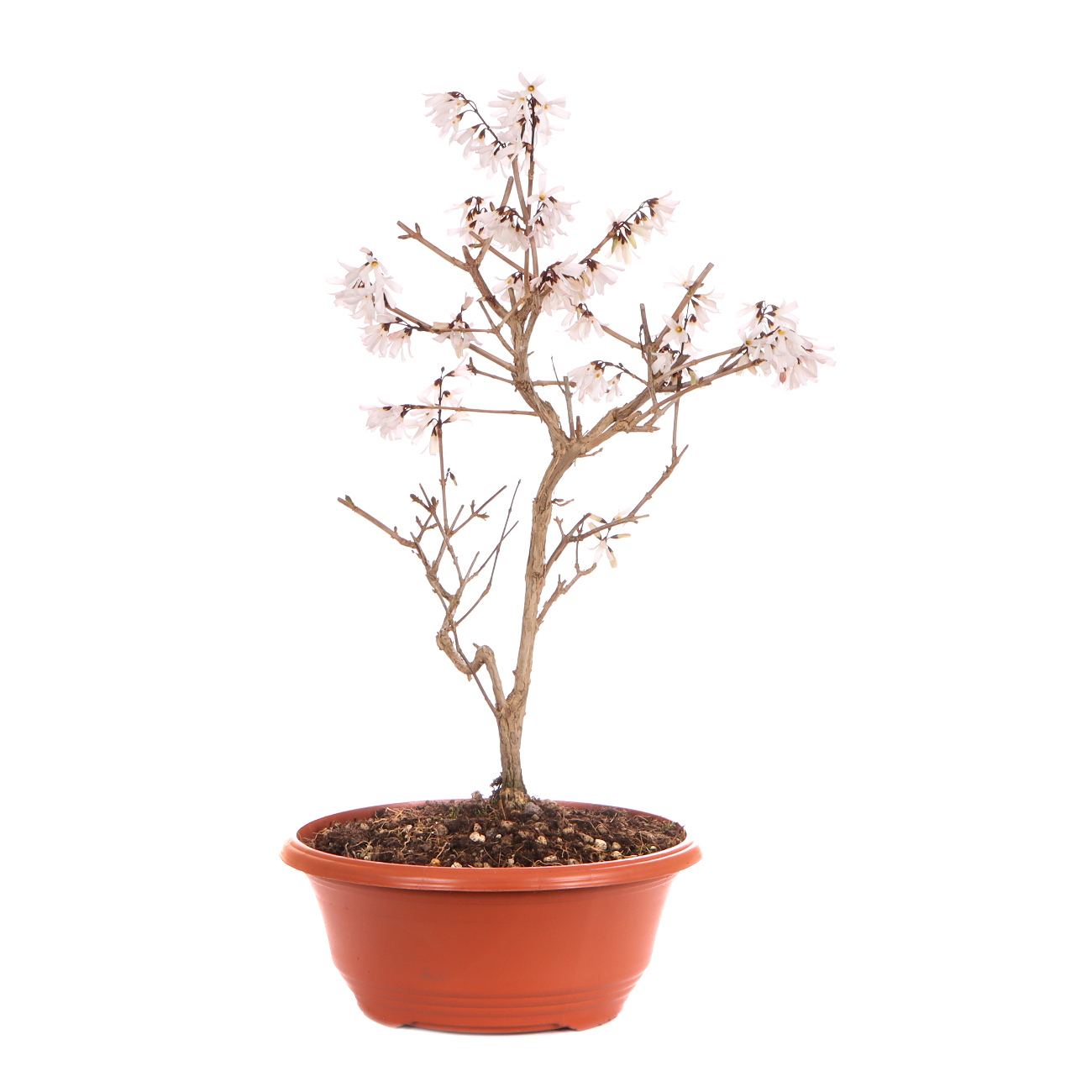 Seitenansicht rechts