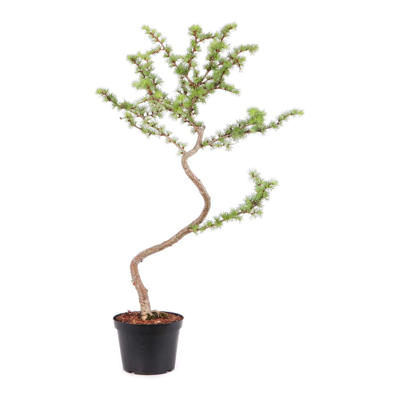 Larix kaempferi