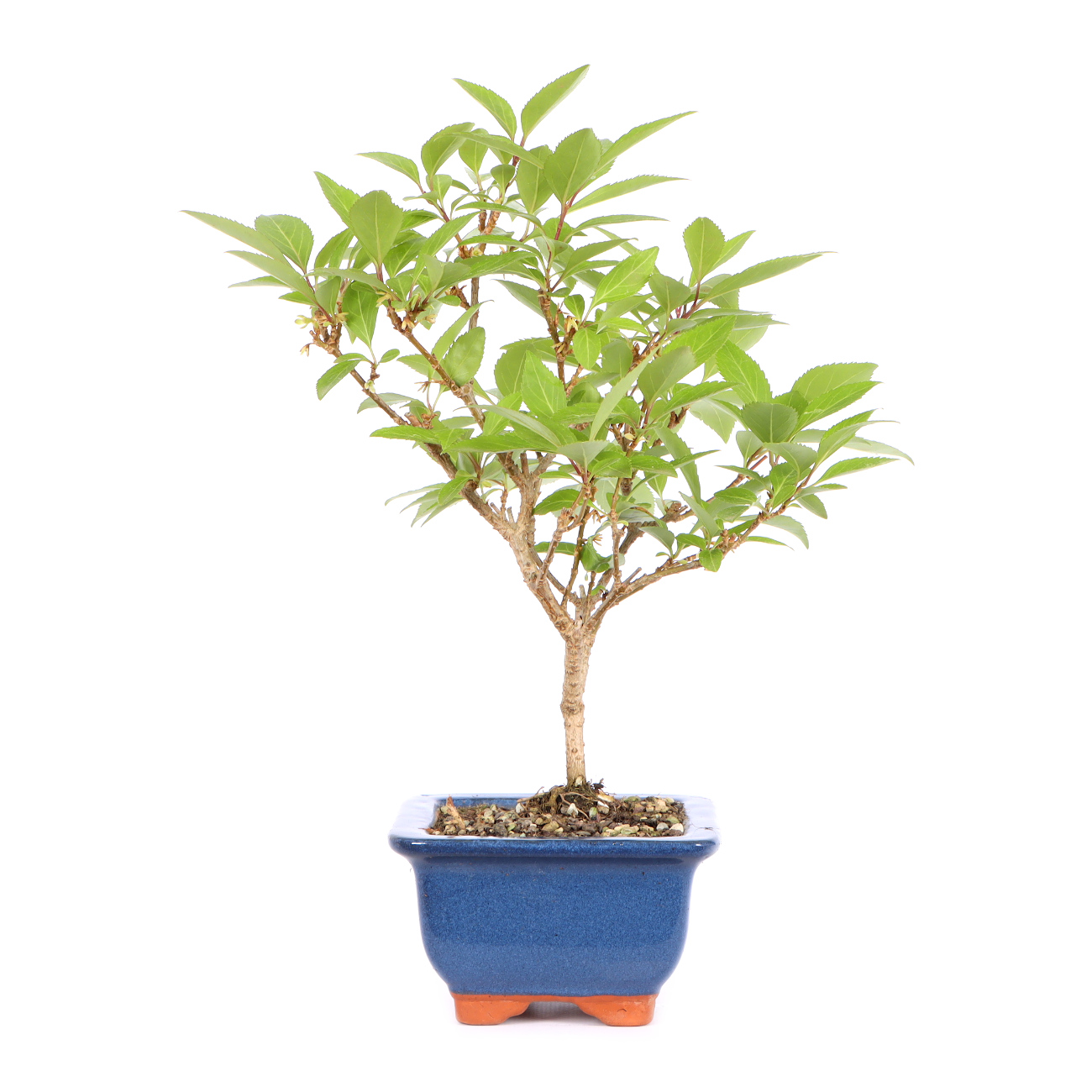 Seitenansicht rechts