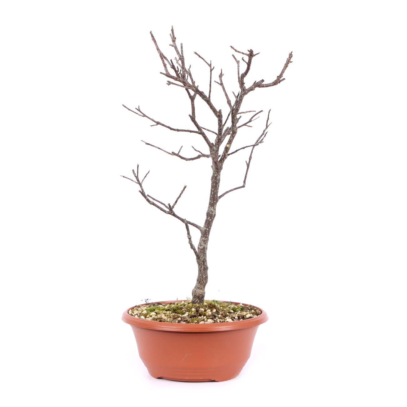 Seitenansicht rechts