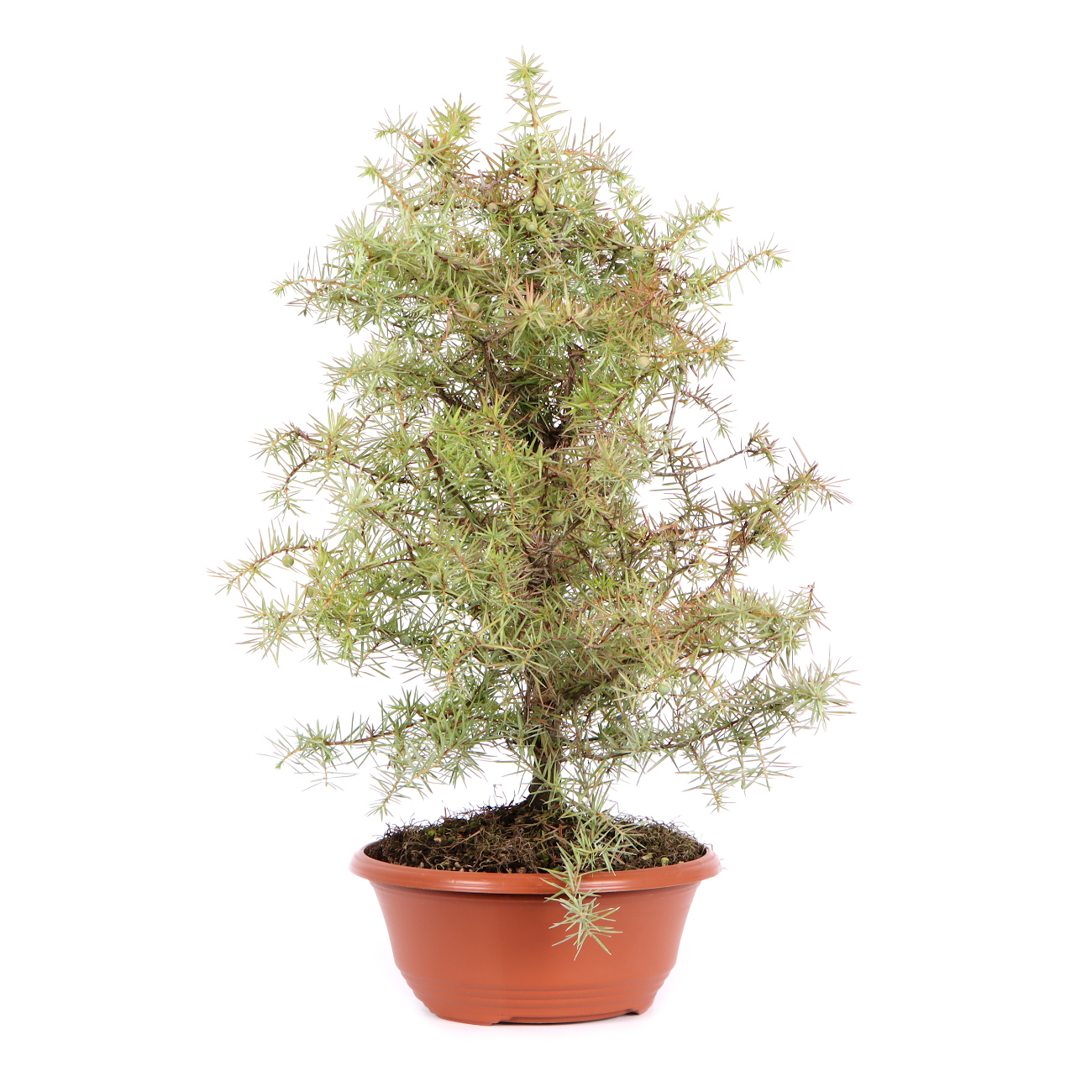 Seitenansicht rechts