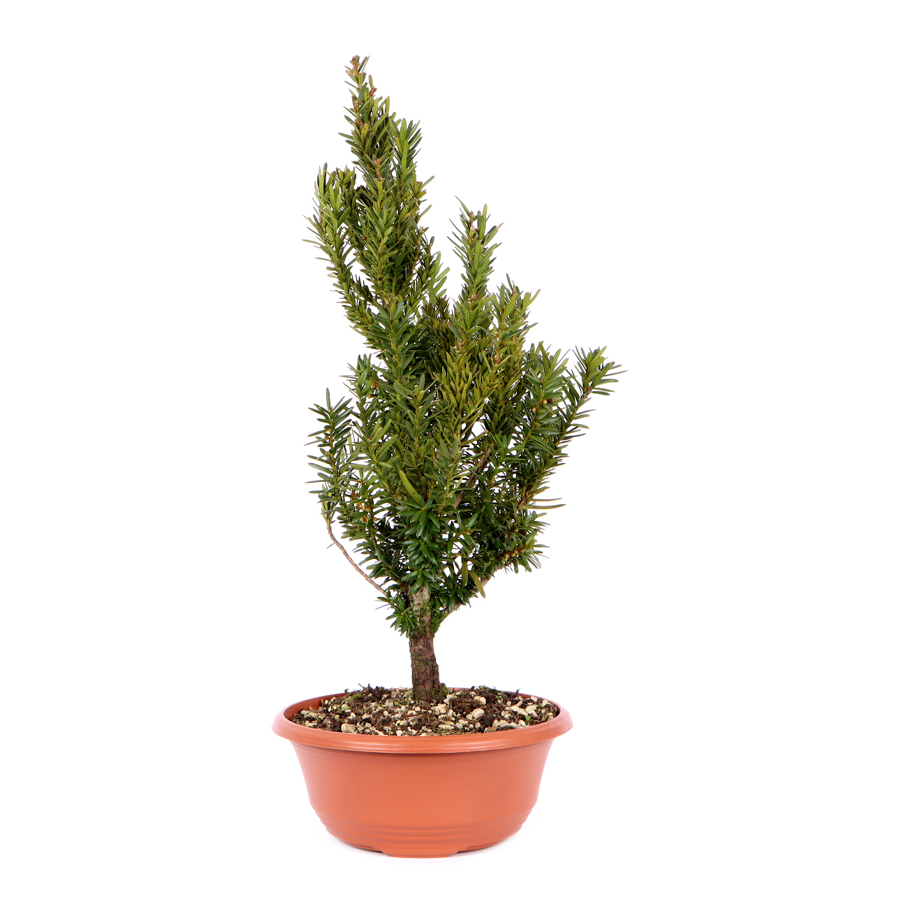 Seitenansicht rechts