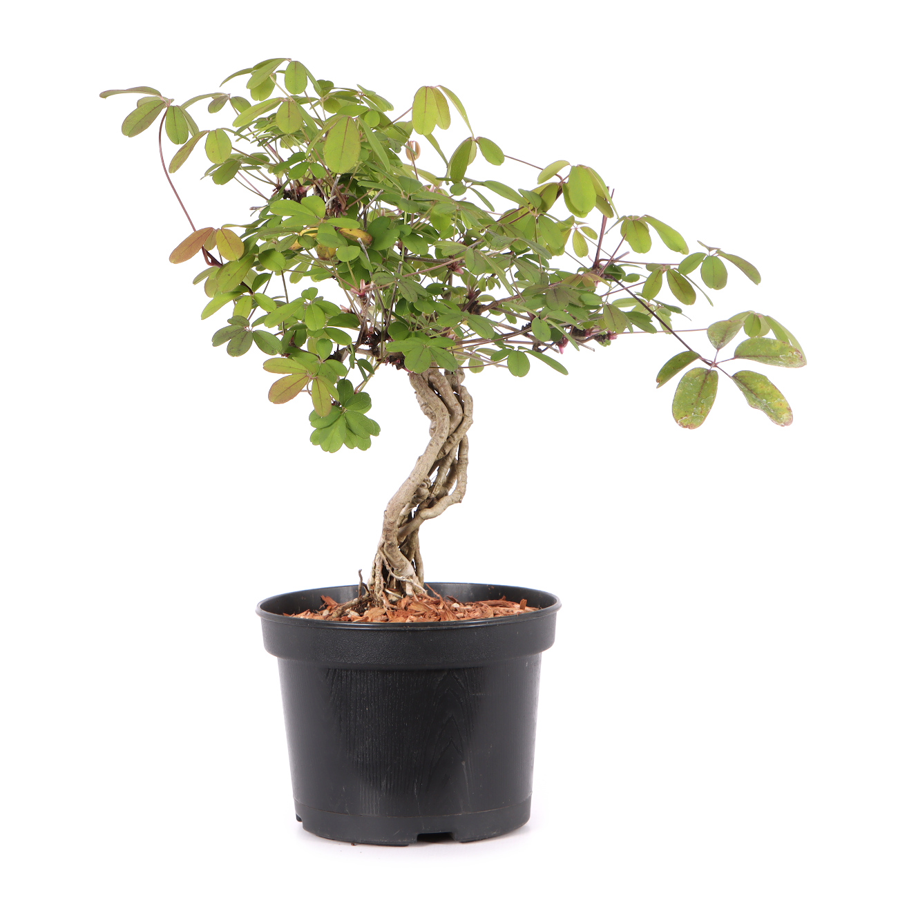 Akebia quinata