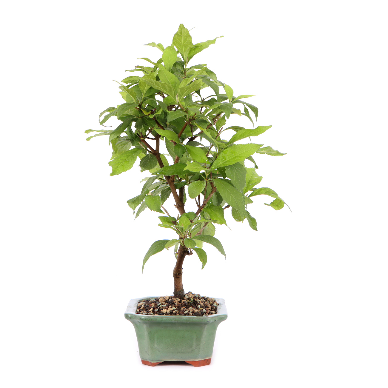 Seitenansicht rechts