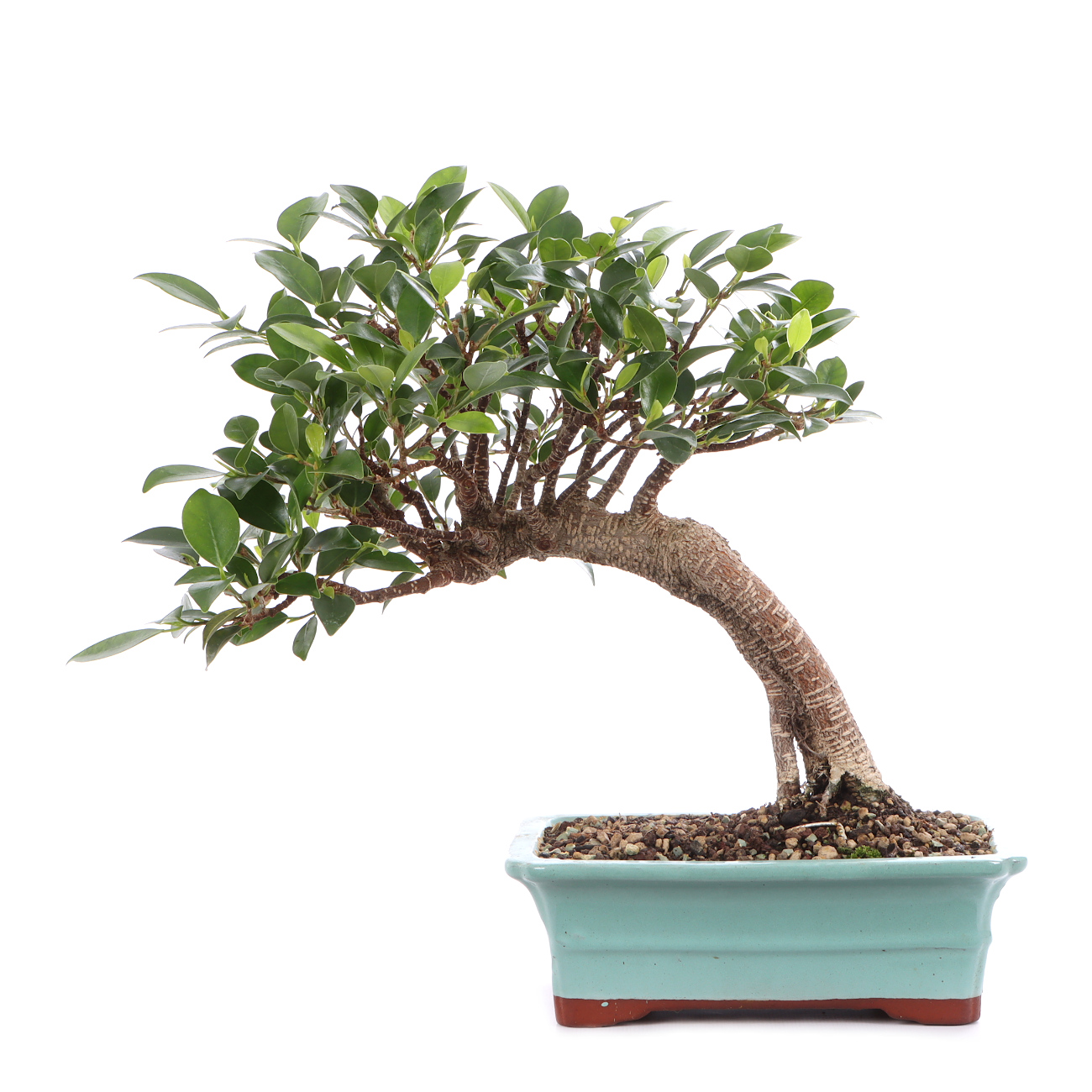 Ficus microcarpa 'Tiger Bark'