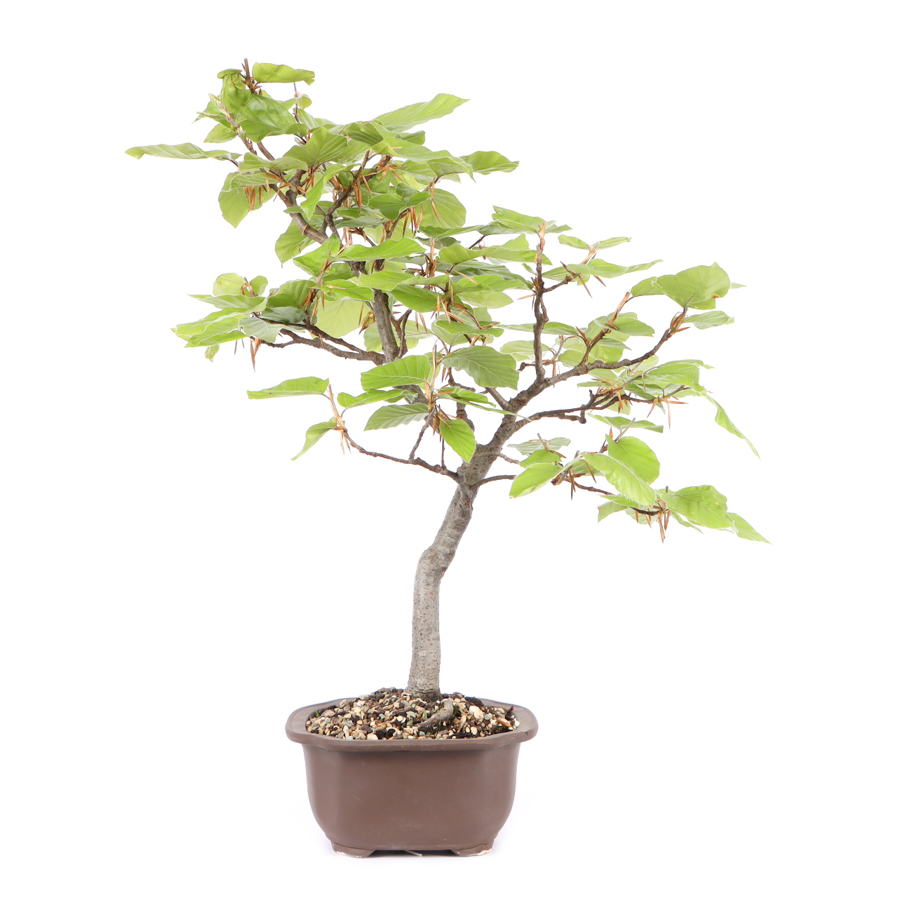 Seitenansicht rechts