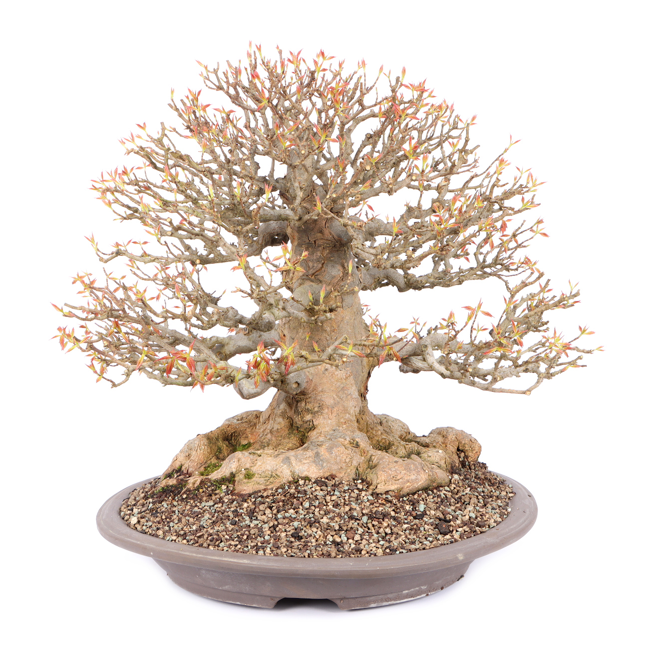 Seitenansicht rechts