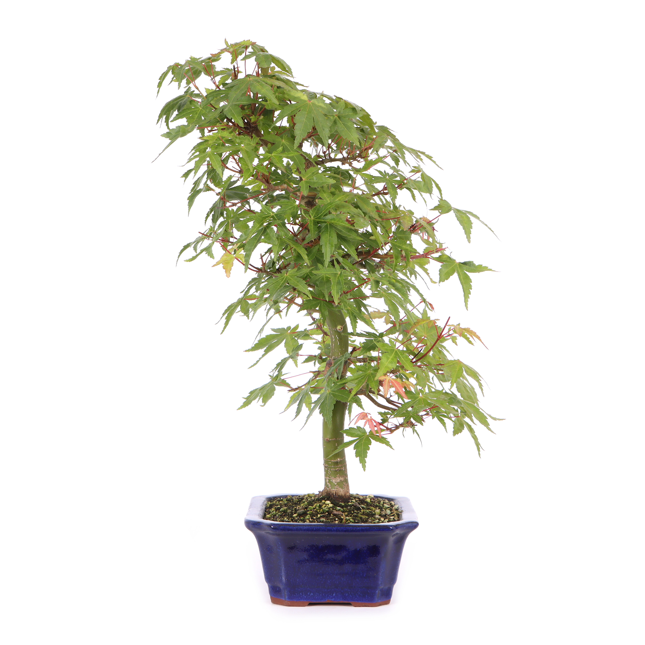 Acer palmatum