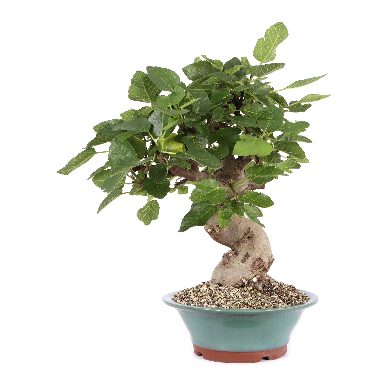 Seitenansicht rechts