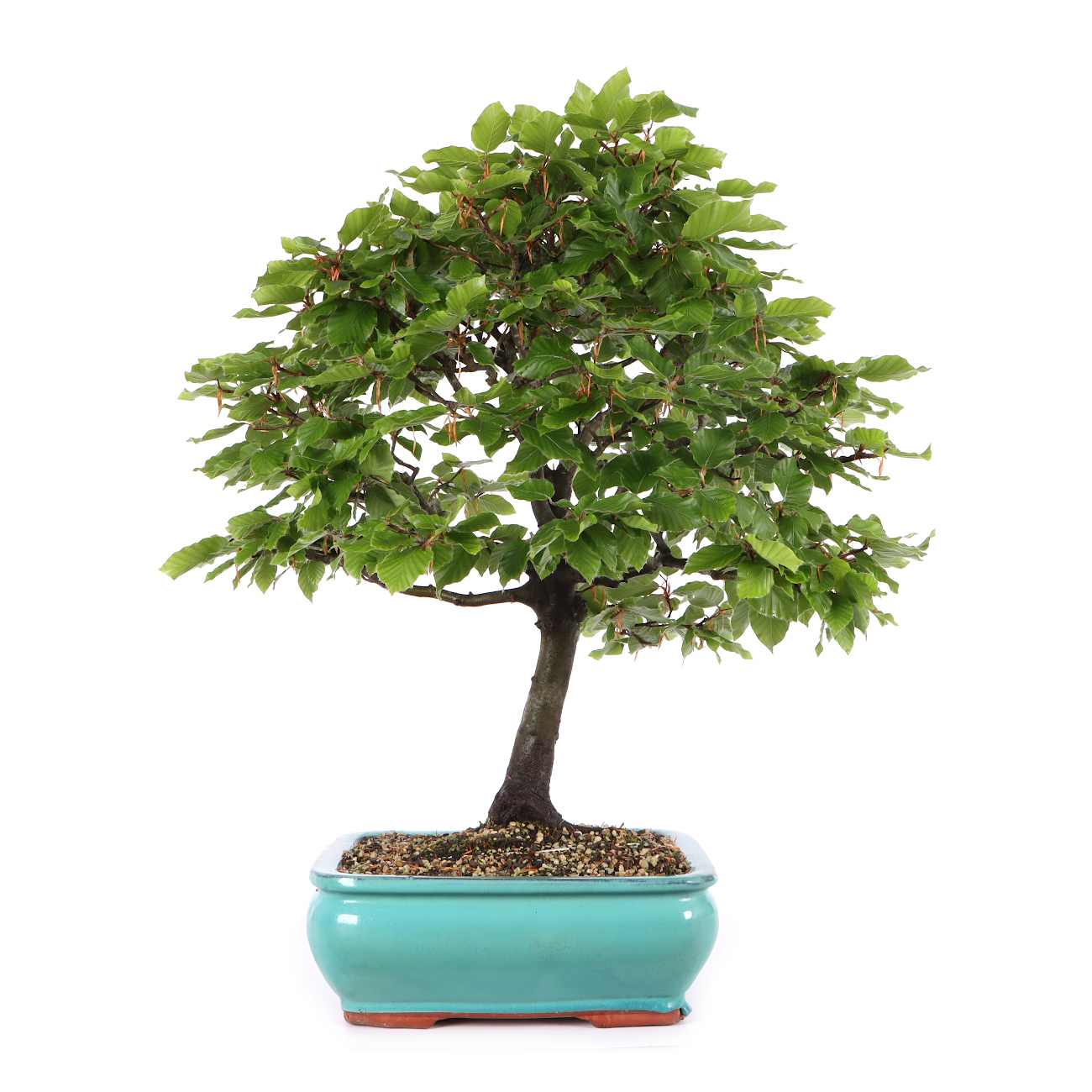 Fagus sylvatica