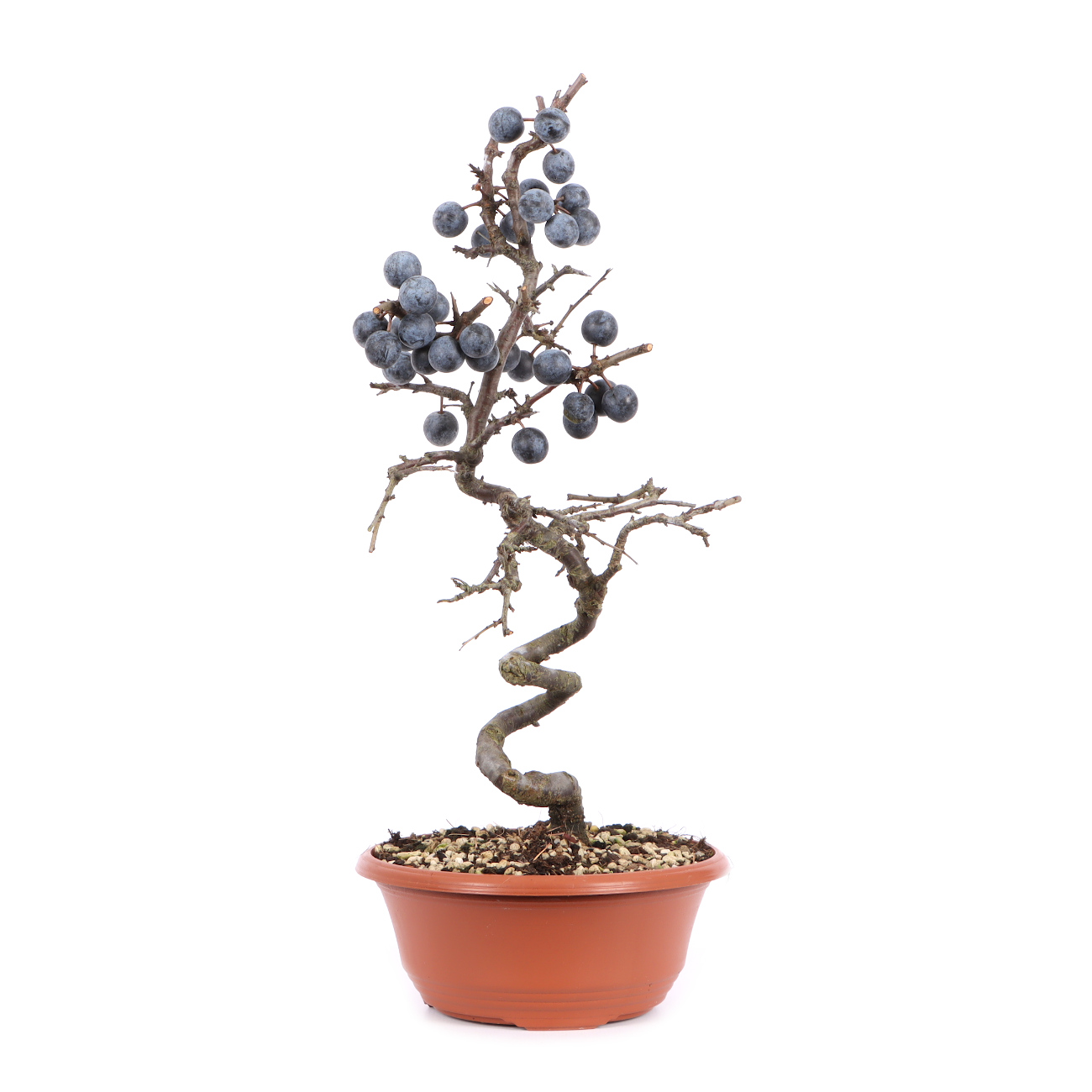 Seitenansicht rechts