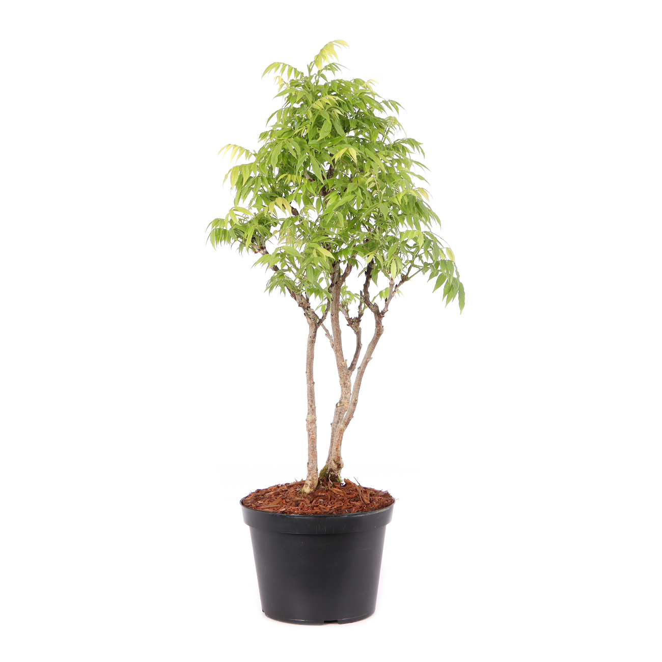 Millettia japonica 'Hime Fuji'