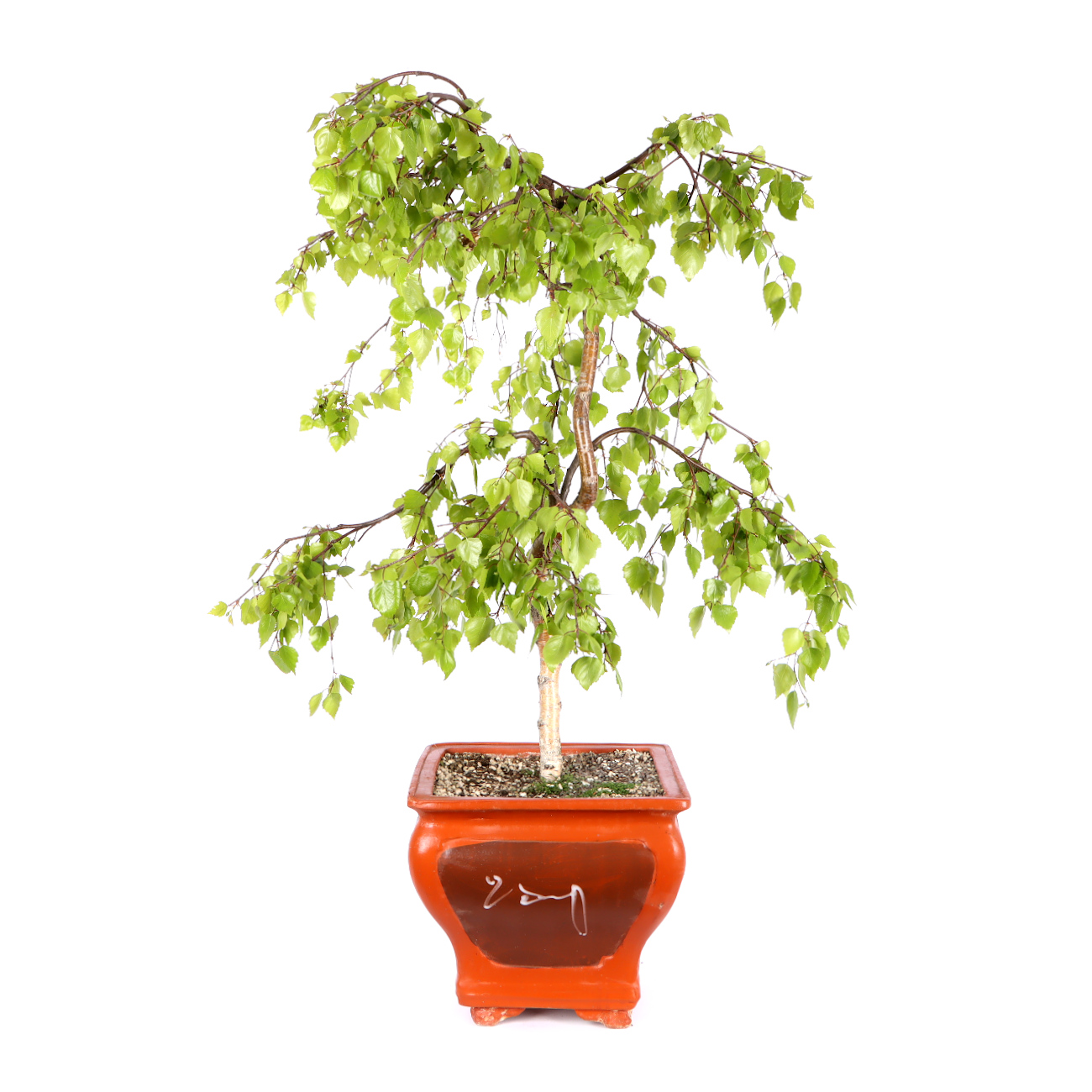 Seitenansicht rechts