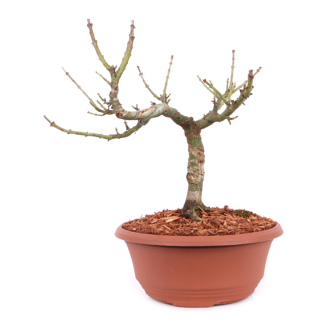 Acer palmatum 'Shishigashira'