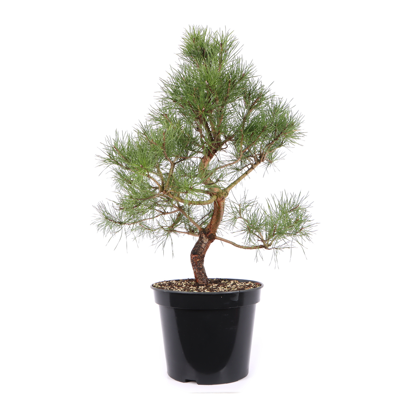Pinus sylvestris