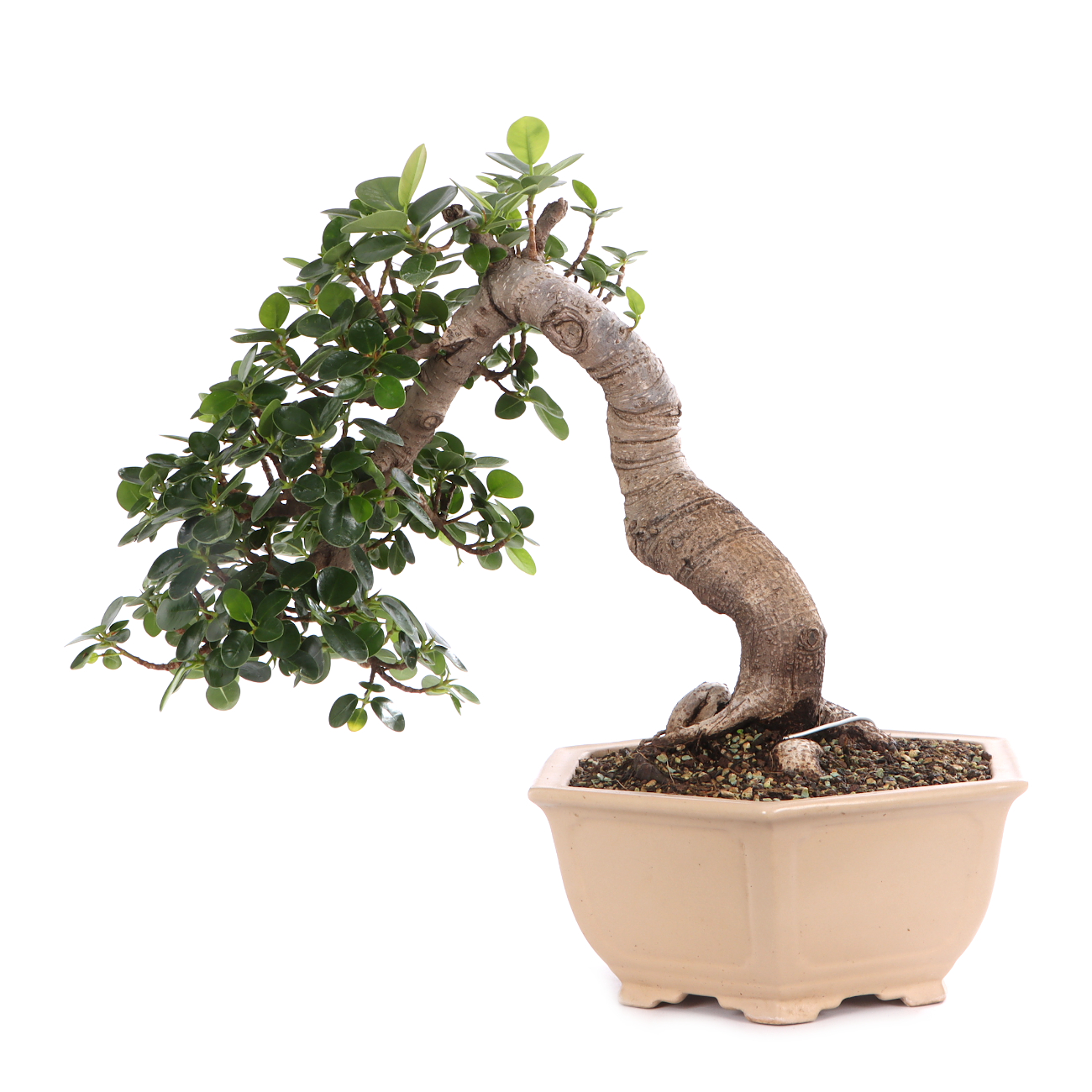 Ficus microcarpa 'Shiny'