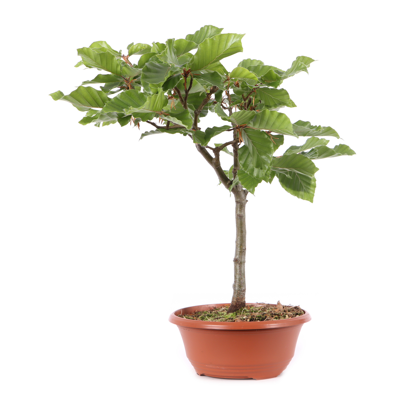 Fagus sylvatica