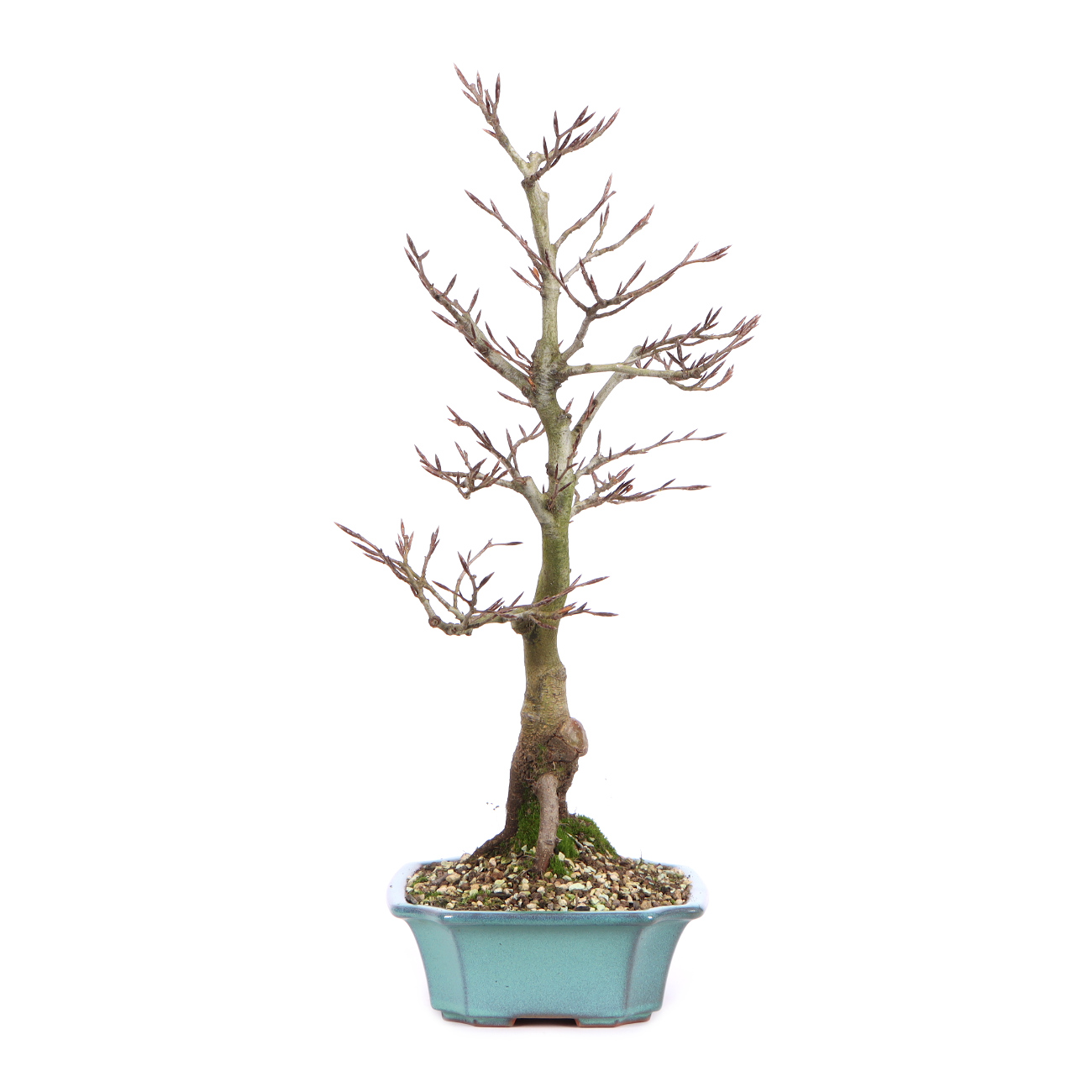 Seitenansicht rechts