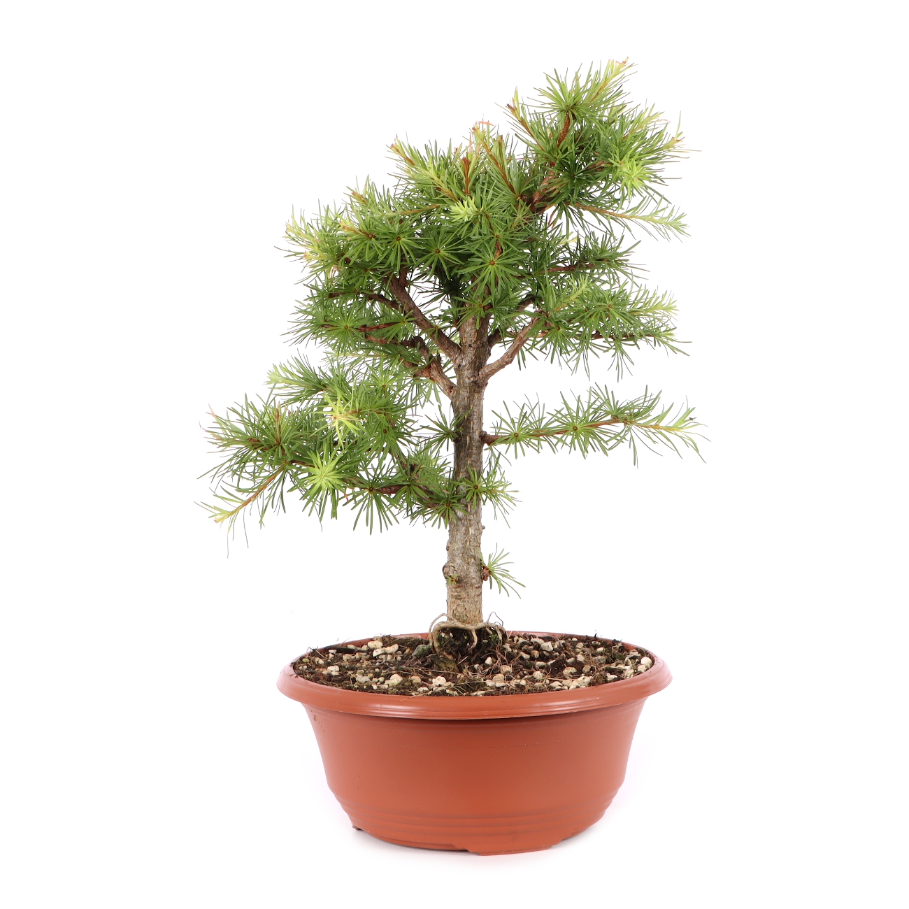 Larix kaempferi