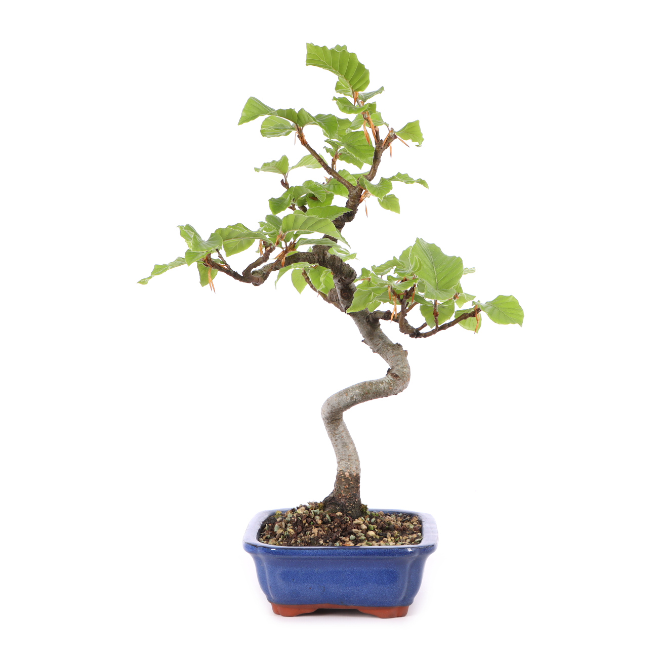 Fagus sylvatica