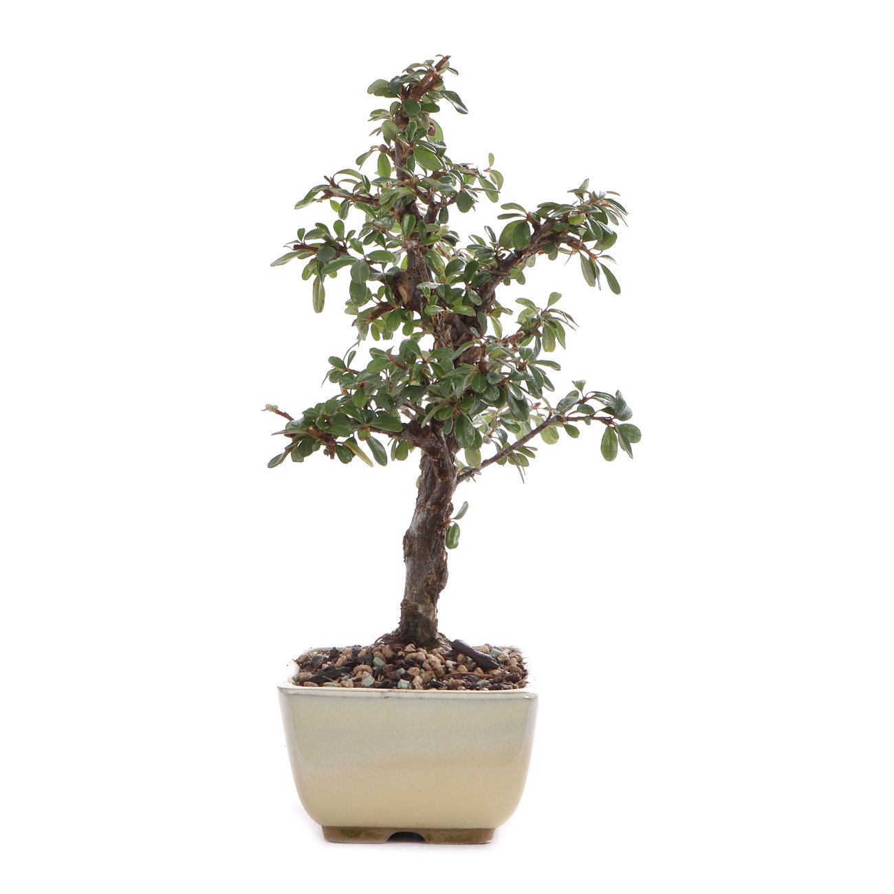 Seitenansicht rechts