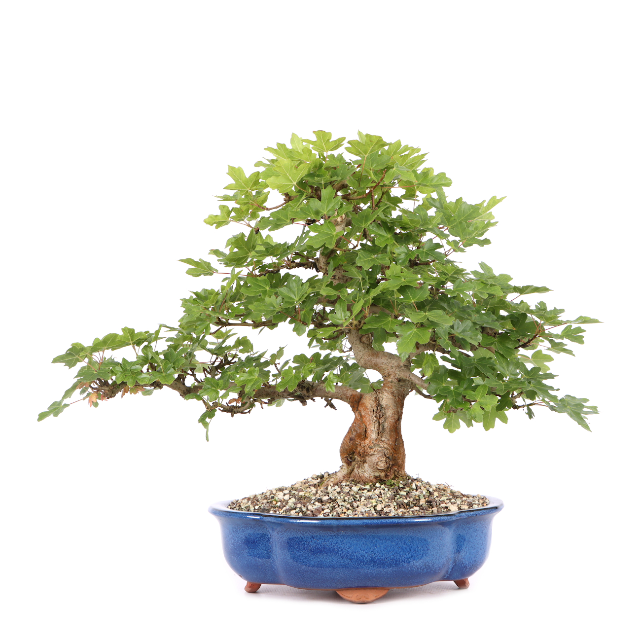 Acer campestre