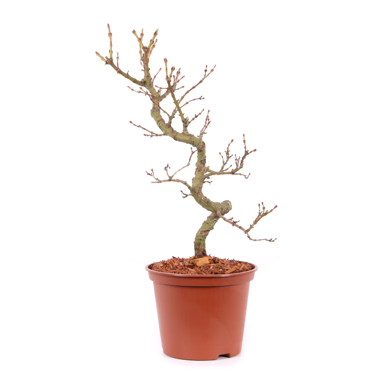 Seitenansicht rechts