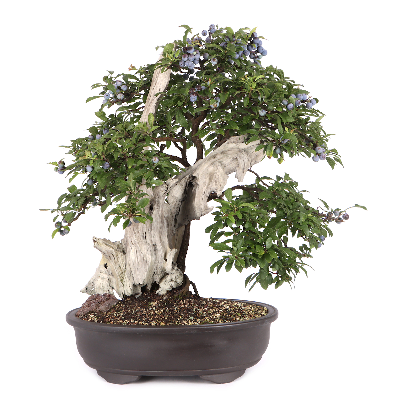 Prunus spinosa