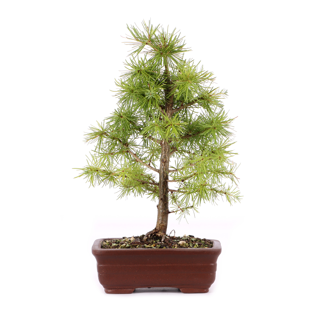 Larix decidua