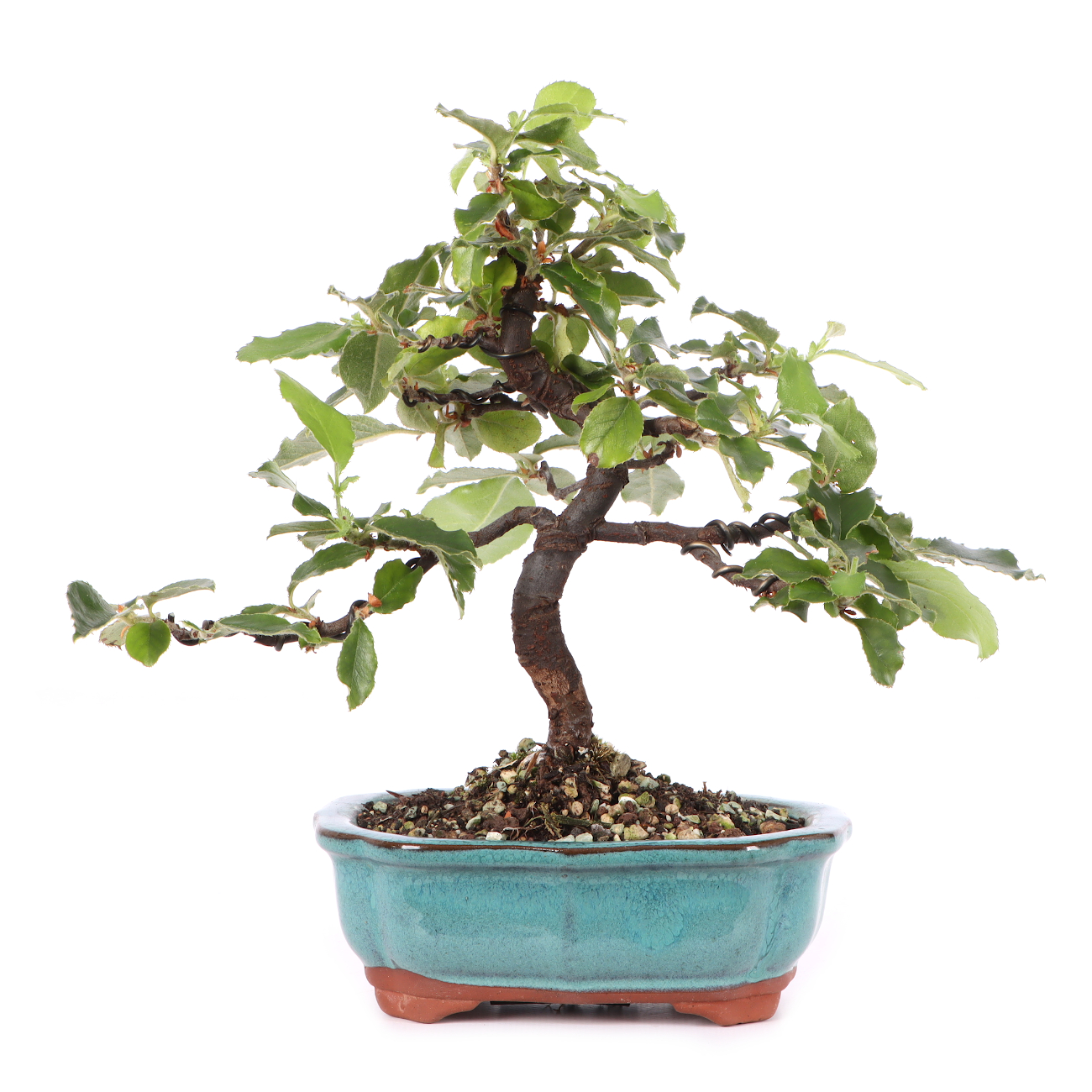 Pseudocydonia sinensis