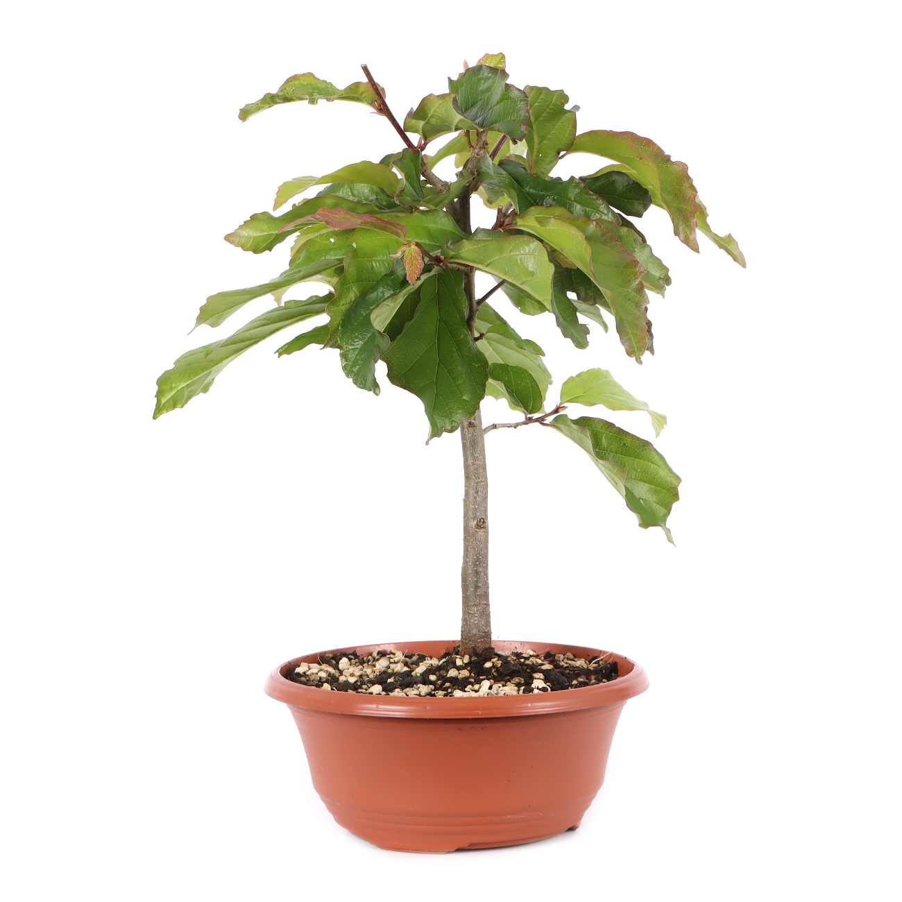 Parrotia persica 'Bella'