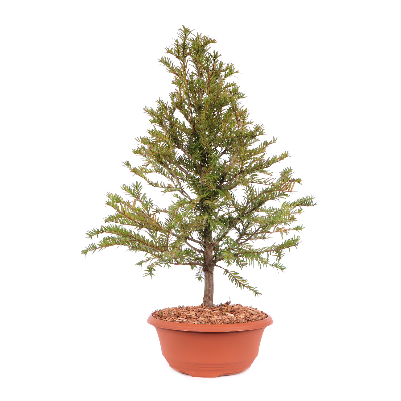 Taxus baccata