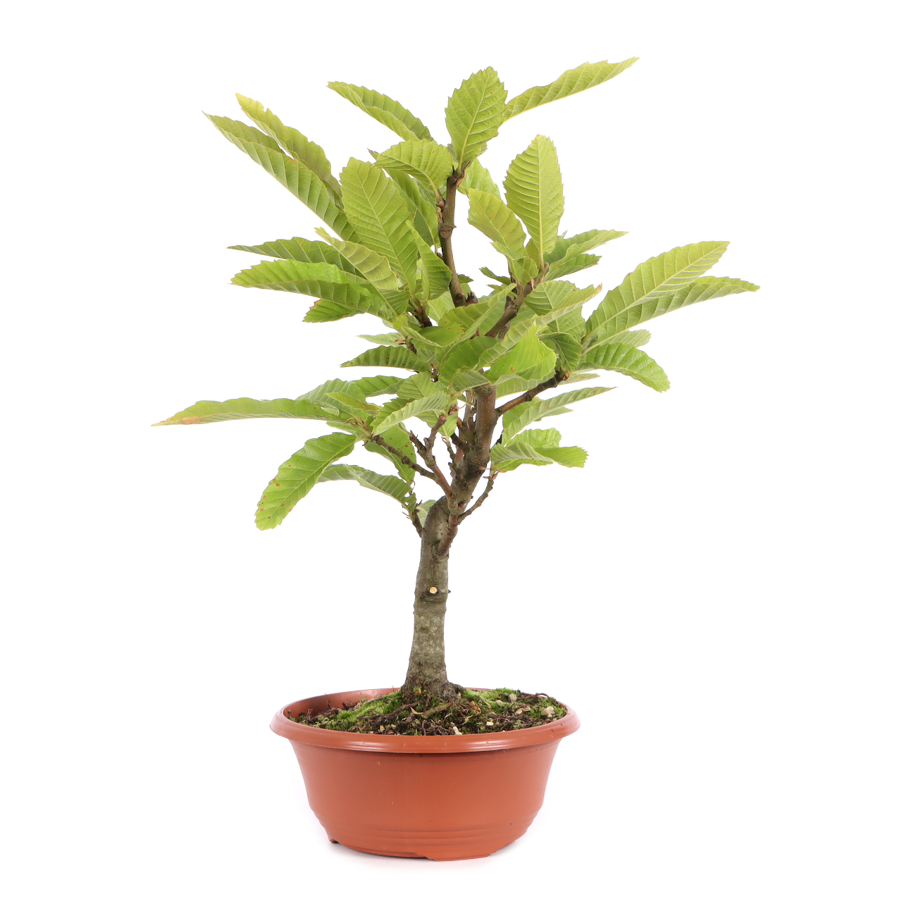 Castanea sativa