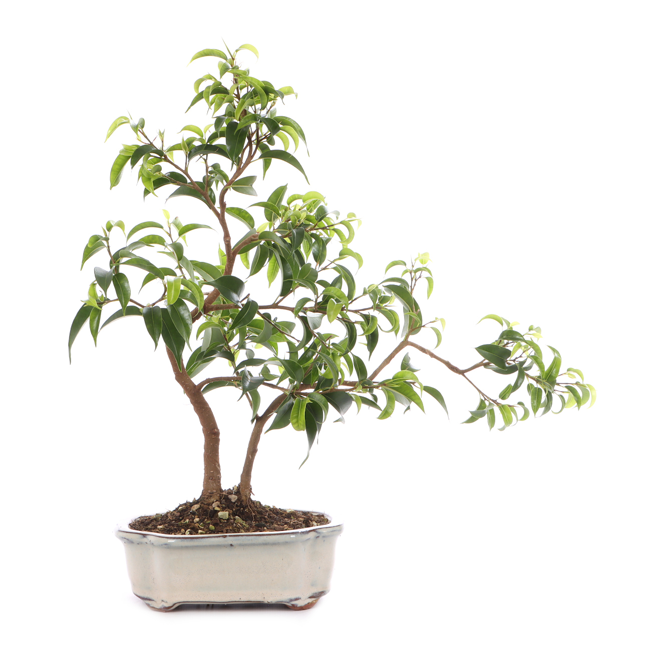 Ficus benjamina 'Natasja'