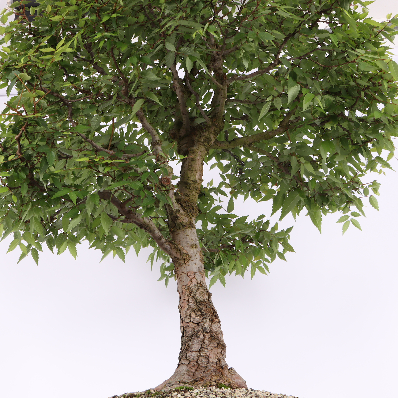 Zelkova serrata