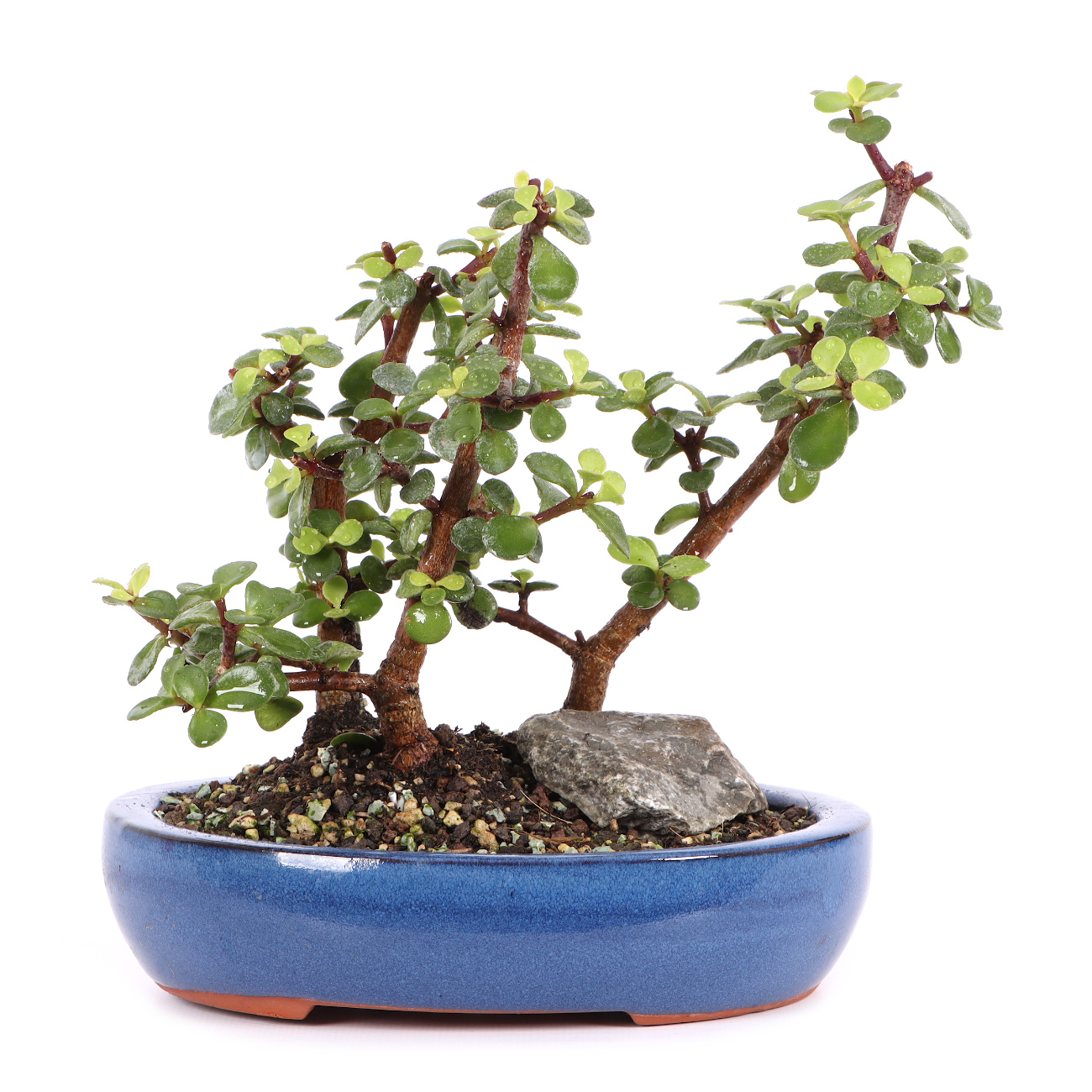 Portulacaria afra