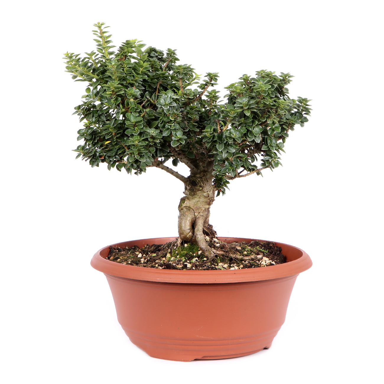 Seitenansicht rechts