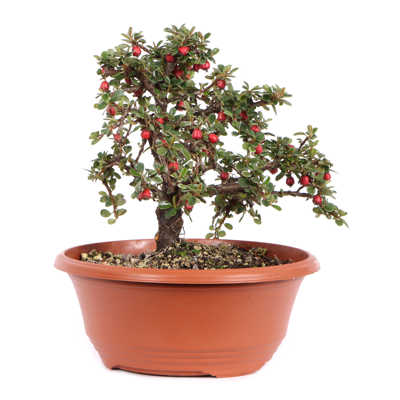 Seitenansicht rechts