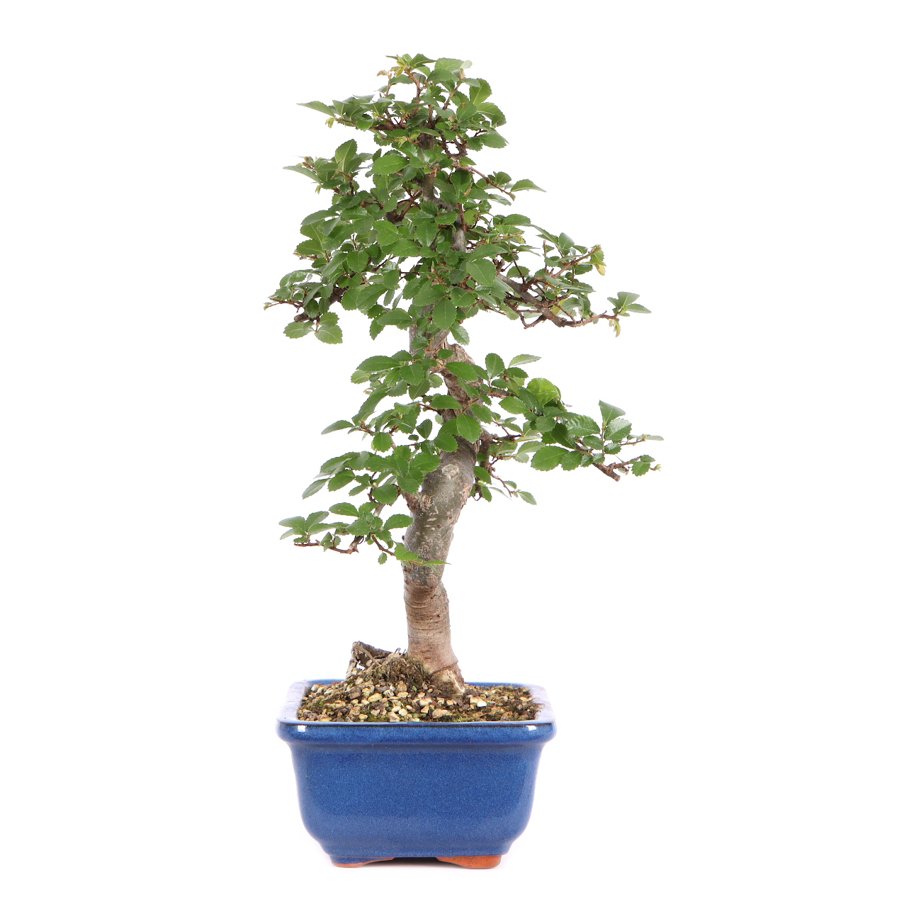 Seitenansicht rechts