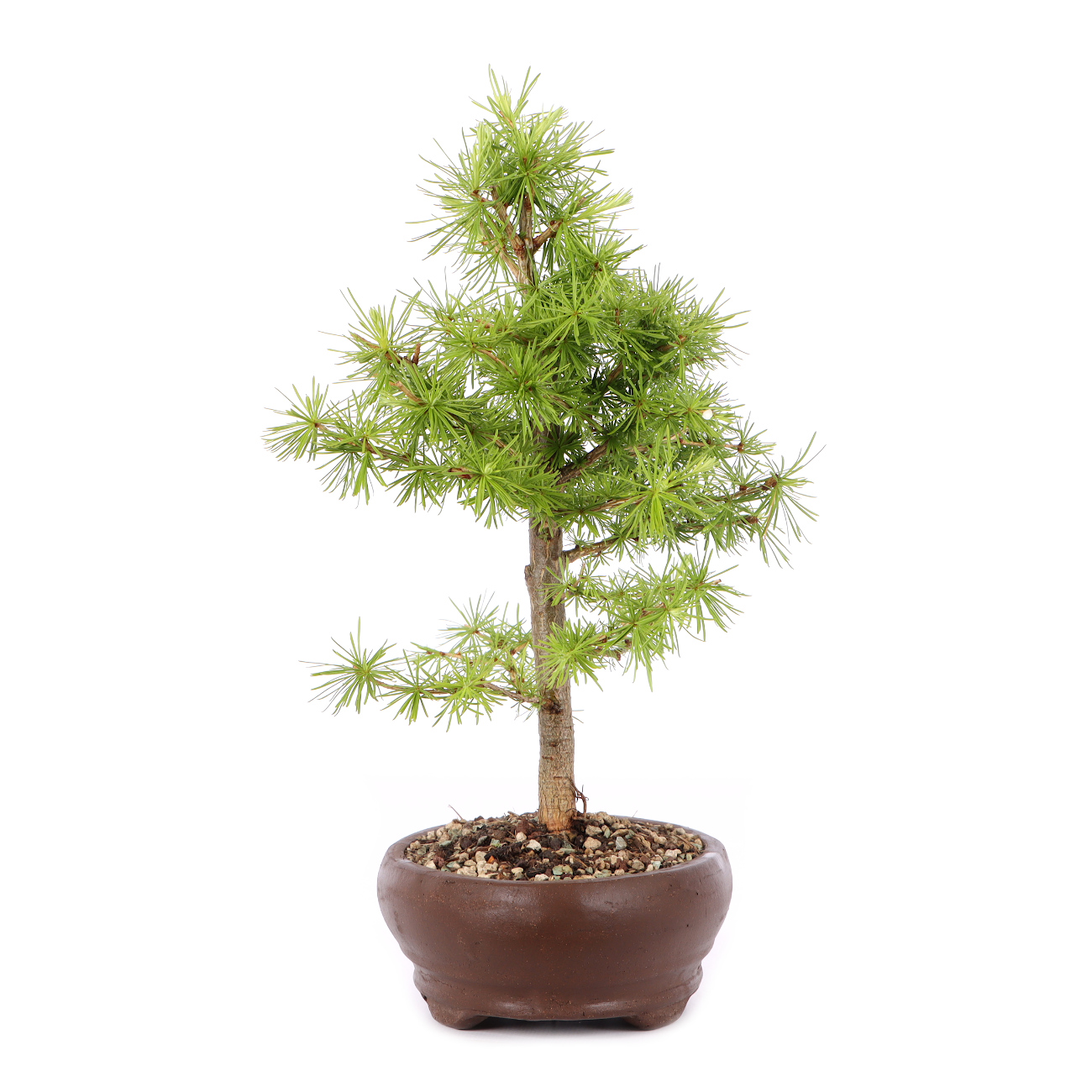 Larix decidua