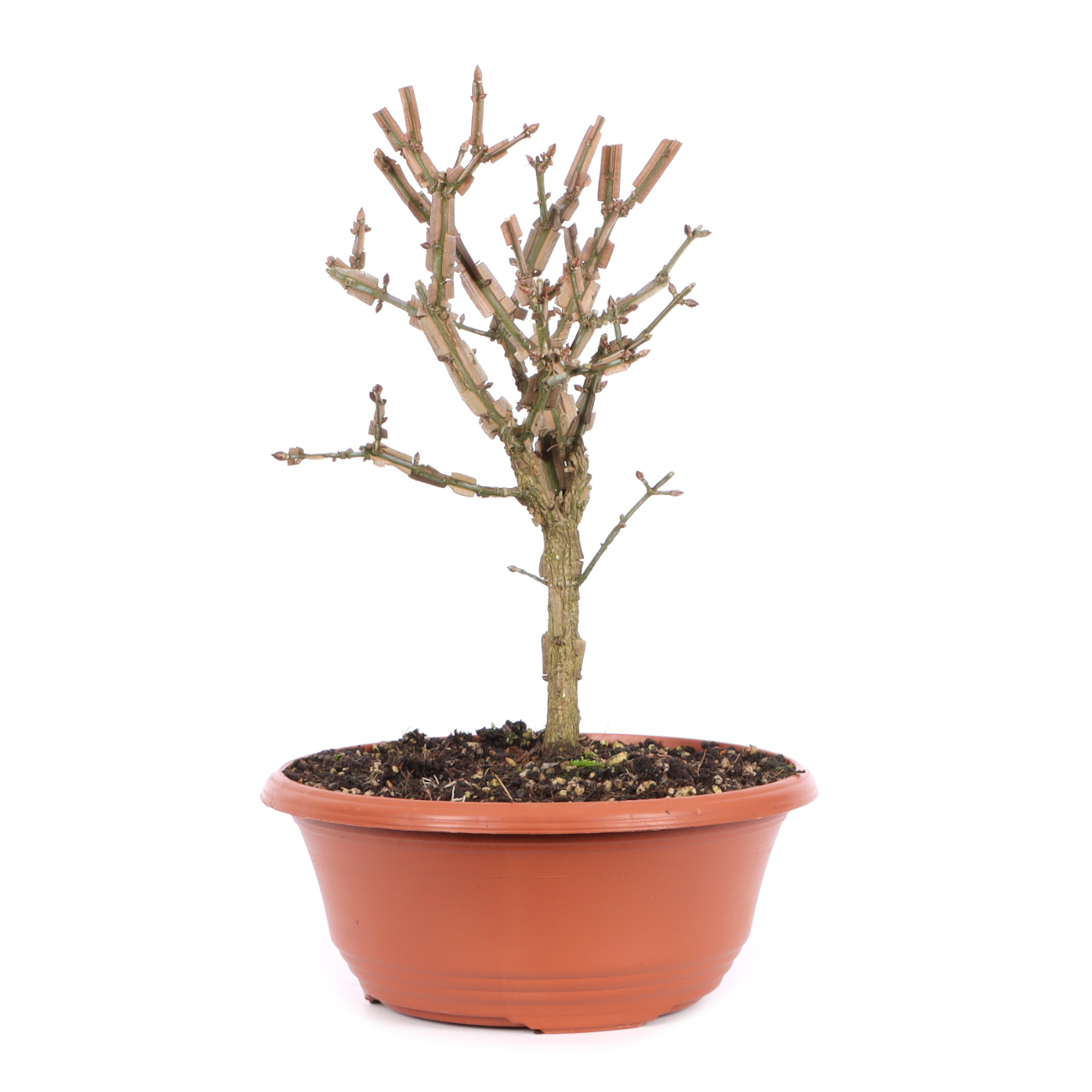 Seitenansicht rechts