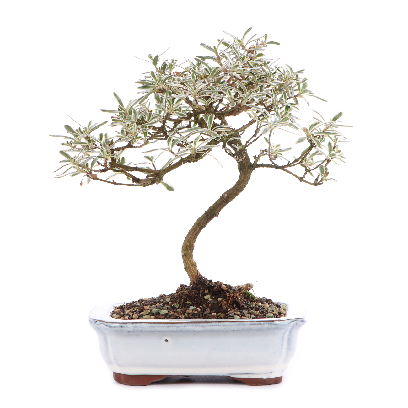 Coprosma x kirkii 'Variegata'