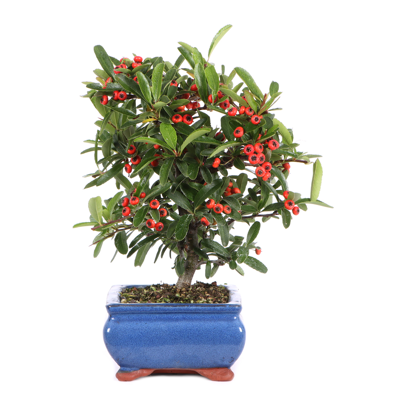 Seitenansicht rechts