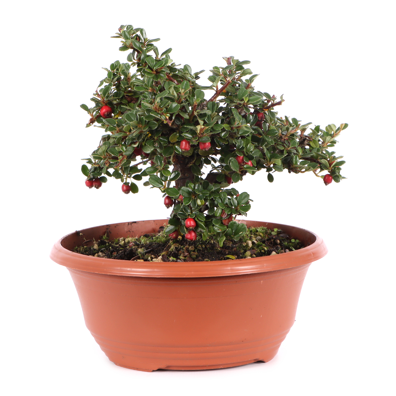 Cotoneaster microphyllus 'Cochleatus'